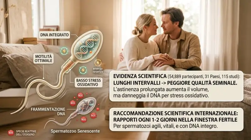 infigrafic su Rappresentazione del tempo e della frequenza dei rapporti per prevenire lo stress ossidativo dello sperma